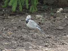 Motacilla alba
