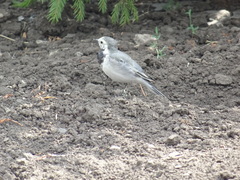 Motacilla alba