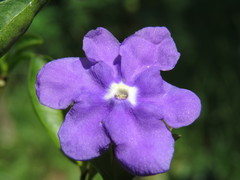 Brunfelsia uniflora