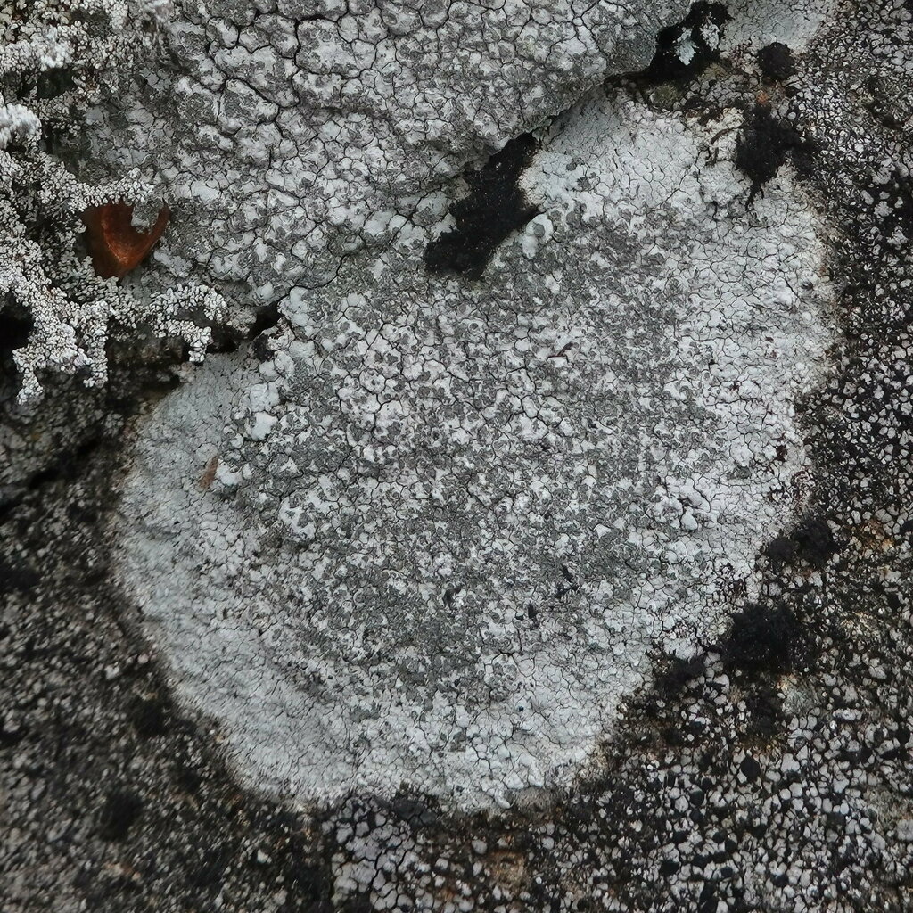 Boulder Lichen