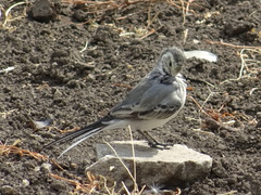 Motacilla alba