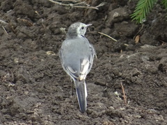 Motacilla alba