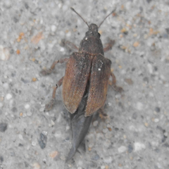 Gonipterus platensis