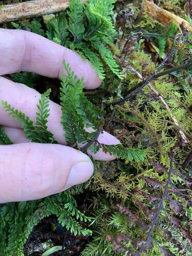 Adenophorus tripinnatifidus observed 2024-08-13