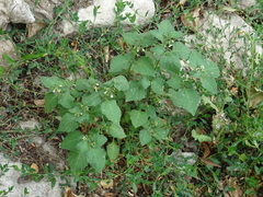 Solanum nigrum