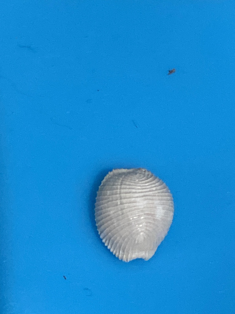 Niveria maltbiana