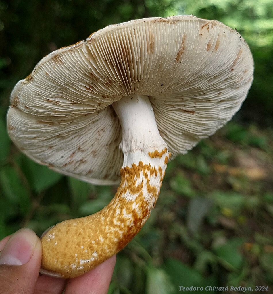 Lepiota spiculata · June 2024 · photo: © teodoro_chivatabedoya (iNaturalist, cc-by)