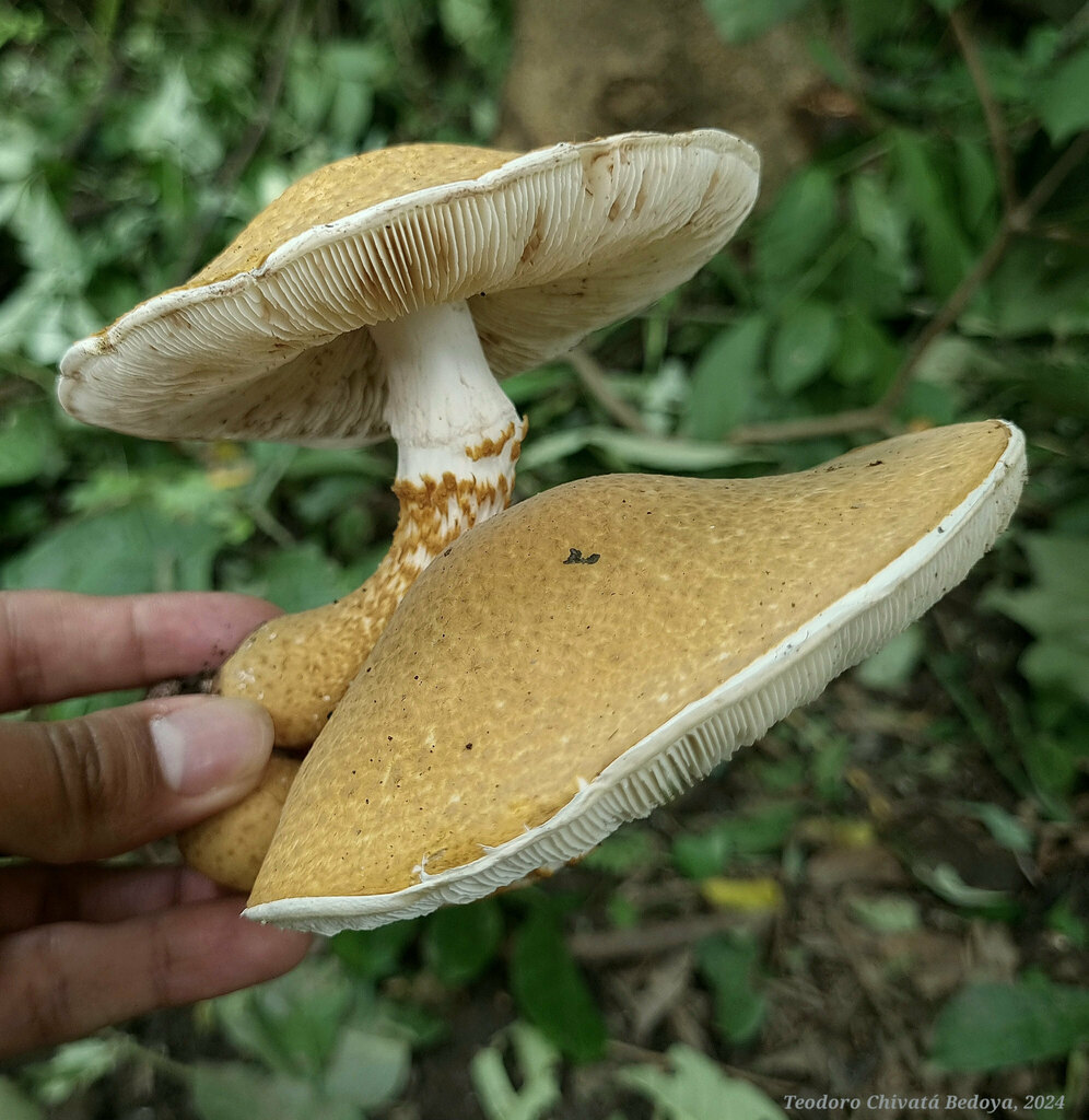 Lepiota spiculata · June 2024 · photo: © teodoro_chivatabedoya (iNaturalist, cc-by)