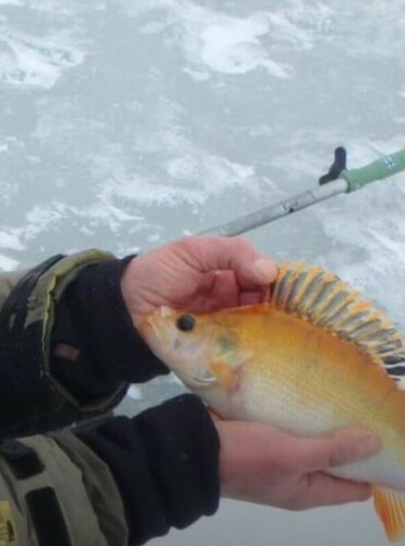 European Perch