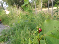 Chrysomela populi