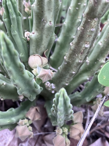 Ceropegia longipedicellata
