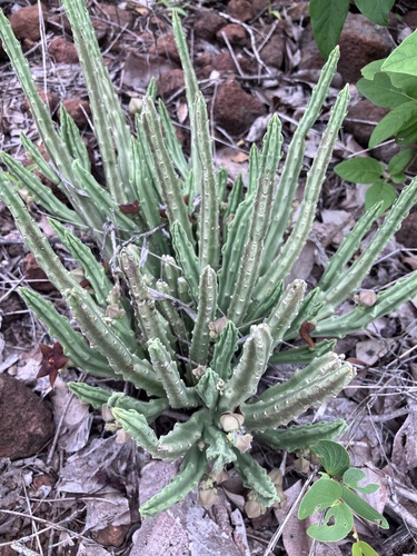 Ceropegia longipedicellata