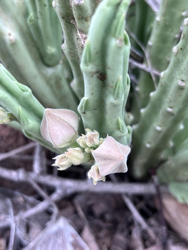 Ceropegia longipedicellata