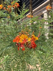 Caesalpinia pulcherrima