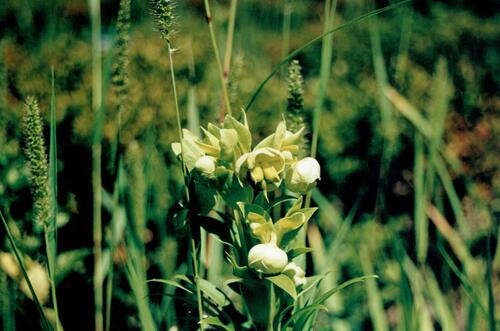 Helleborus foetidus