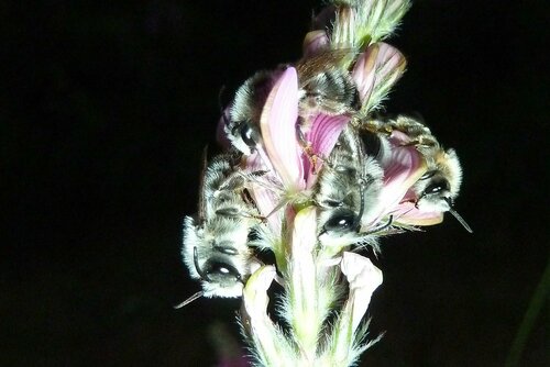Sainfoin Blunthorn Bee