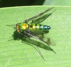 Condylostylus patibulatus
