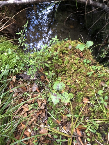 Nothofagus fusca