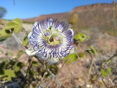 Passiflora fruticosa