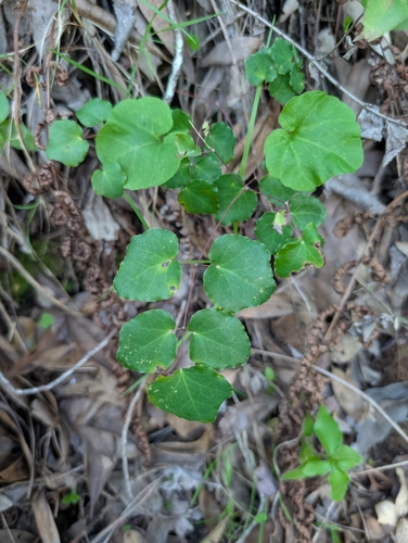 Foto de Vancouveria planipetala