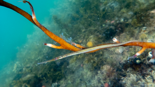 Long-snouted pipefish (Stigmatopora macropterygia) — Syngnathidae — 5