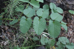 Sanguisorba stipulata