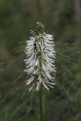 Sanguisorba stipulata