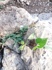Dictyanthus reticulatus