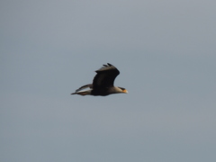 Caracara plancus