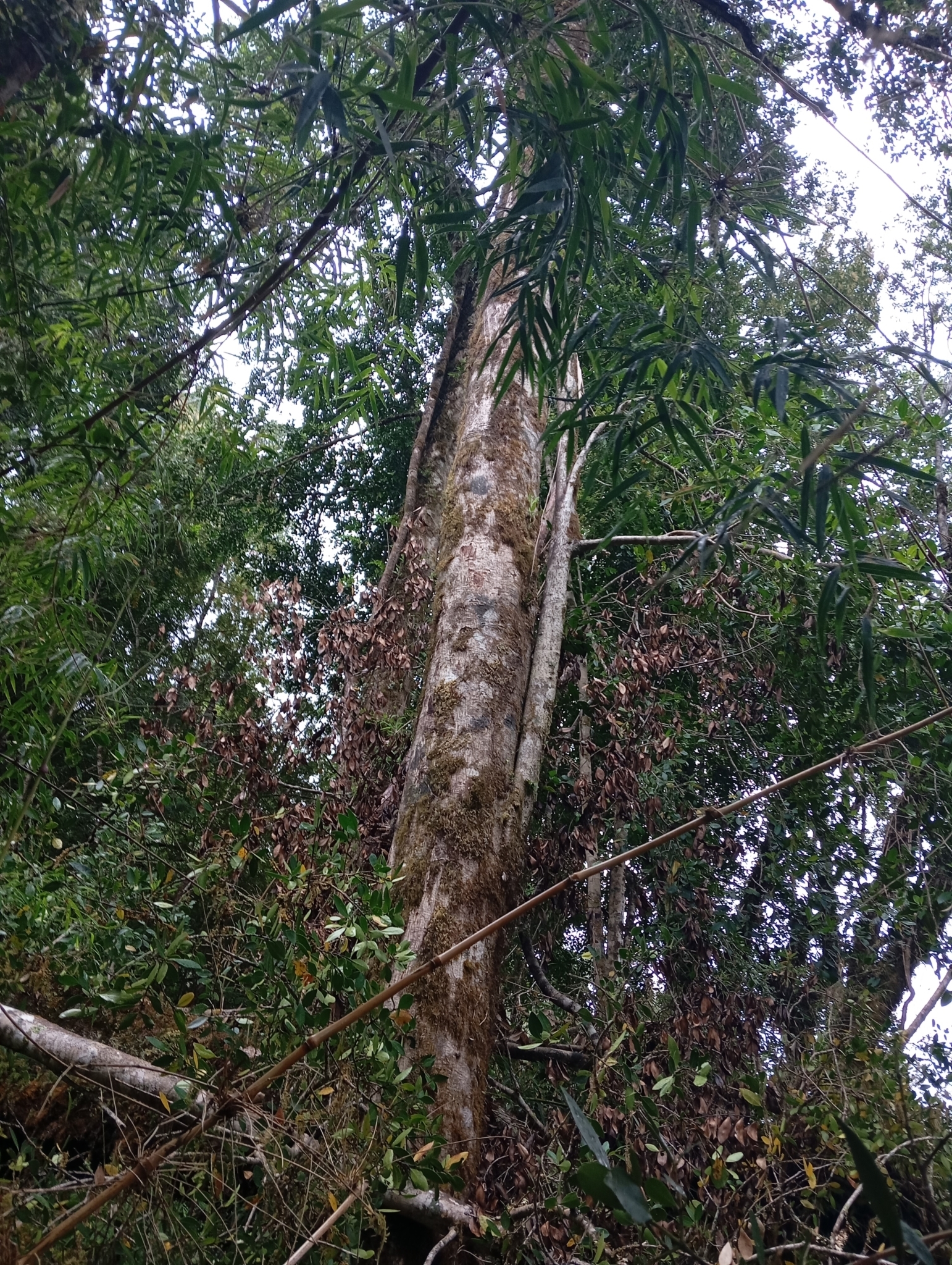 Imagem de Tepa