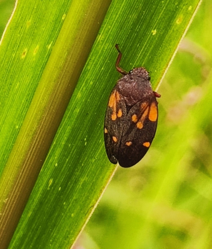 Mahanarva tristis