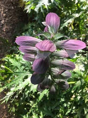 Acanthus spinosus
