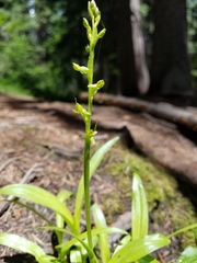 Platanthera tescamnis