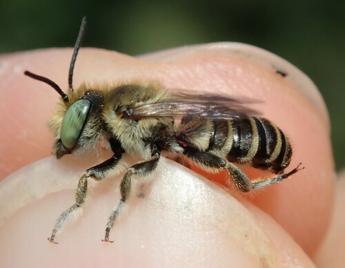 Megachile pilidens