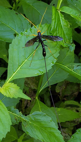 Black Giant Ichneumonid Wasp photo 6