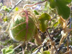 Passiflora fruticosa