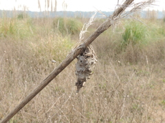 Oiketicus platensis