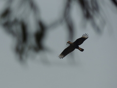 Caracara plancus