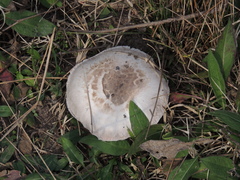 Agaricales