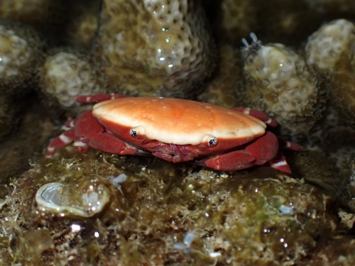 Liomera tristis observed 2025-01-13