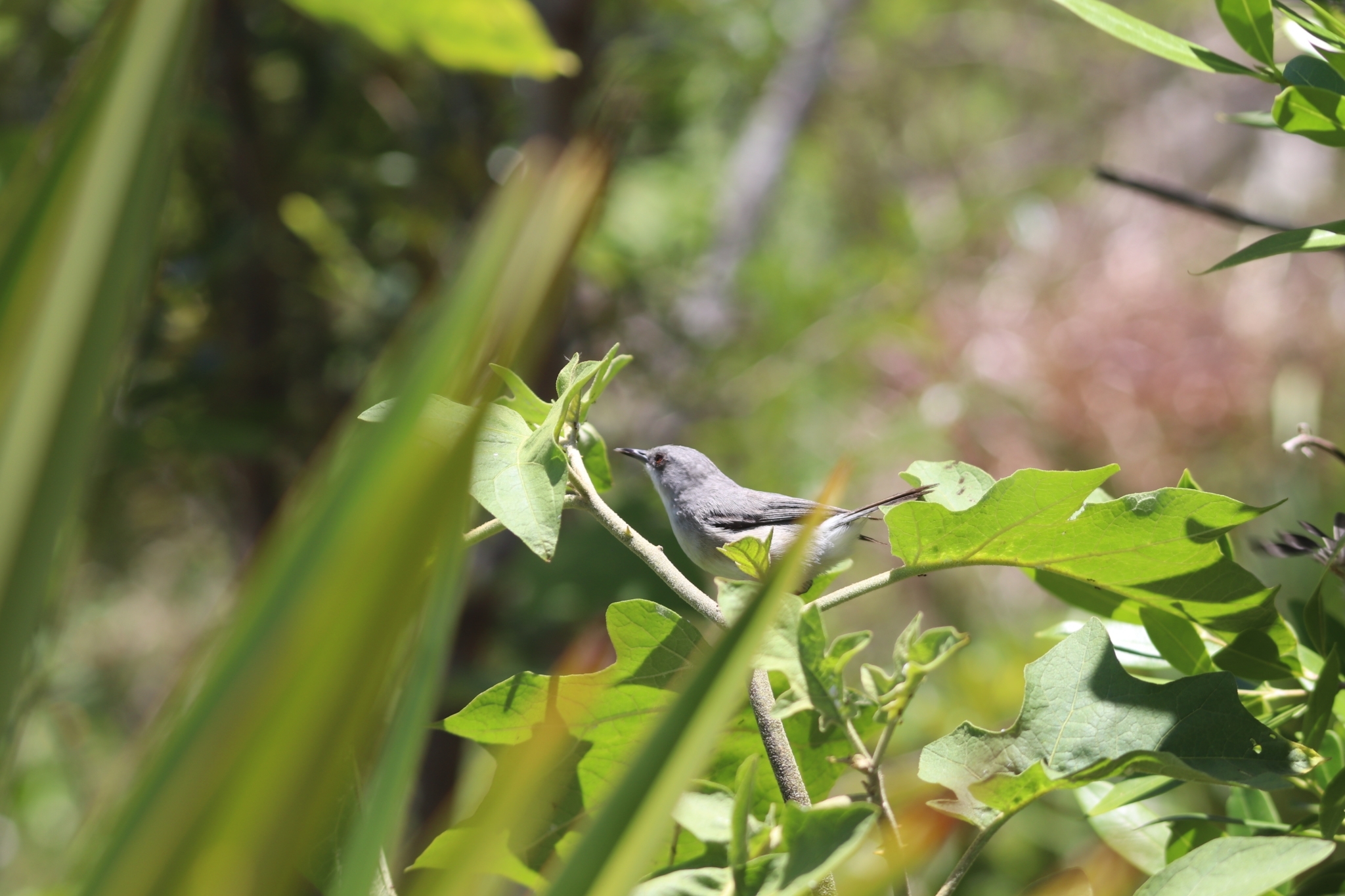 Mauritius Grey White-eye (Zosterops mauritianus), photo 1