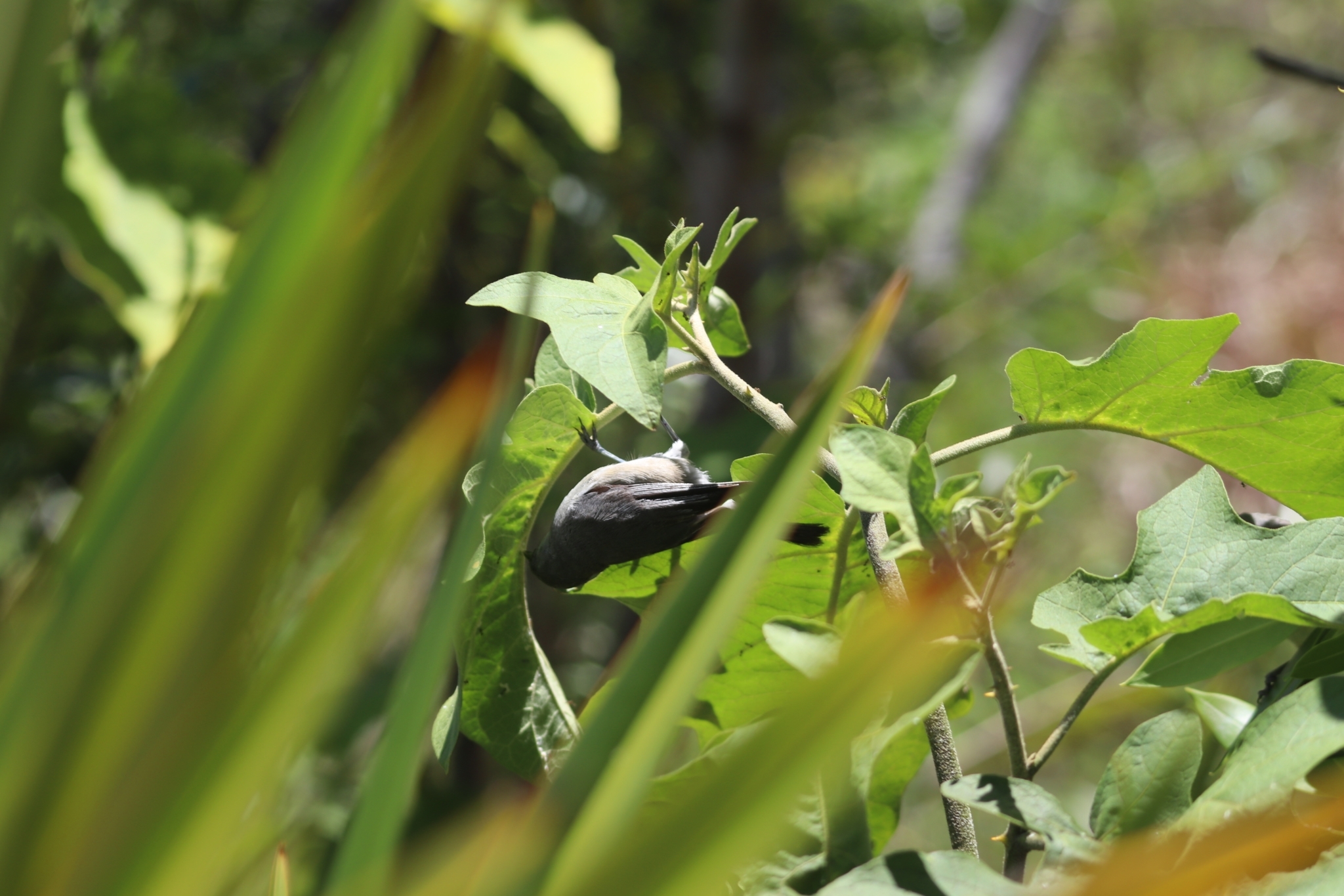 Mauritius Grey White-eye (Zosterops mauritianus), photo 2