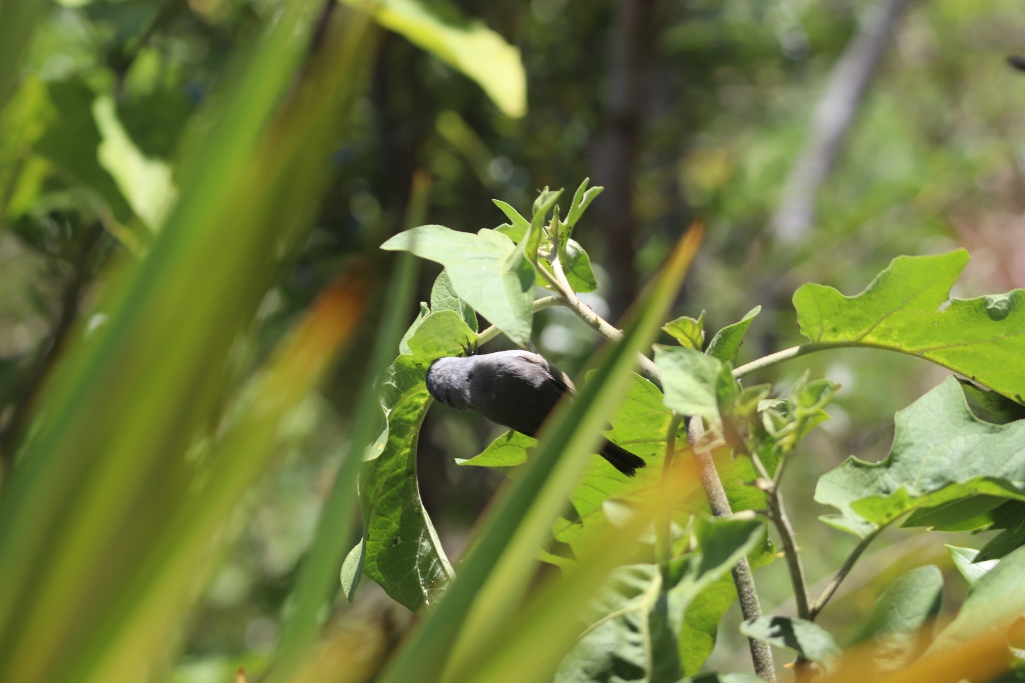 Mauritius Grey White-eye (Zosterops mauritianus), photo 8