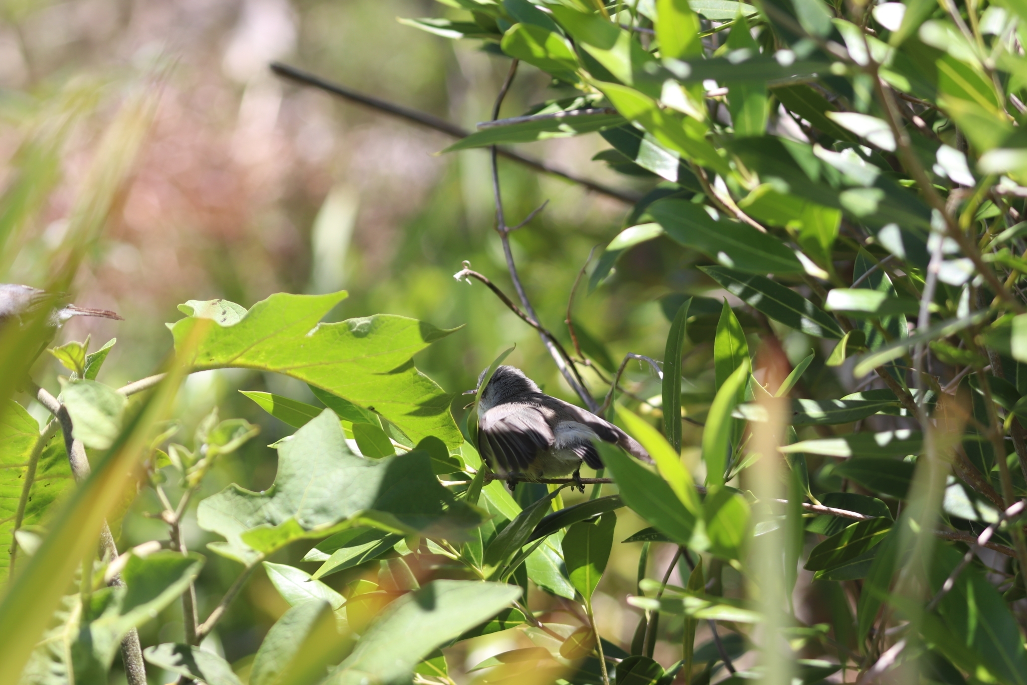 Mauritius Grey White-eye (Zosterops mauritianus), photo 9