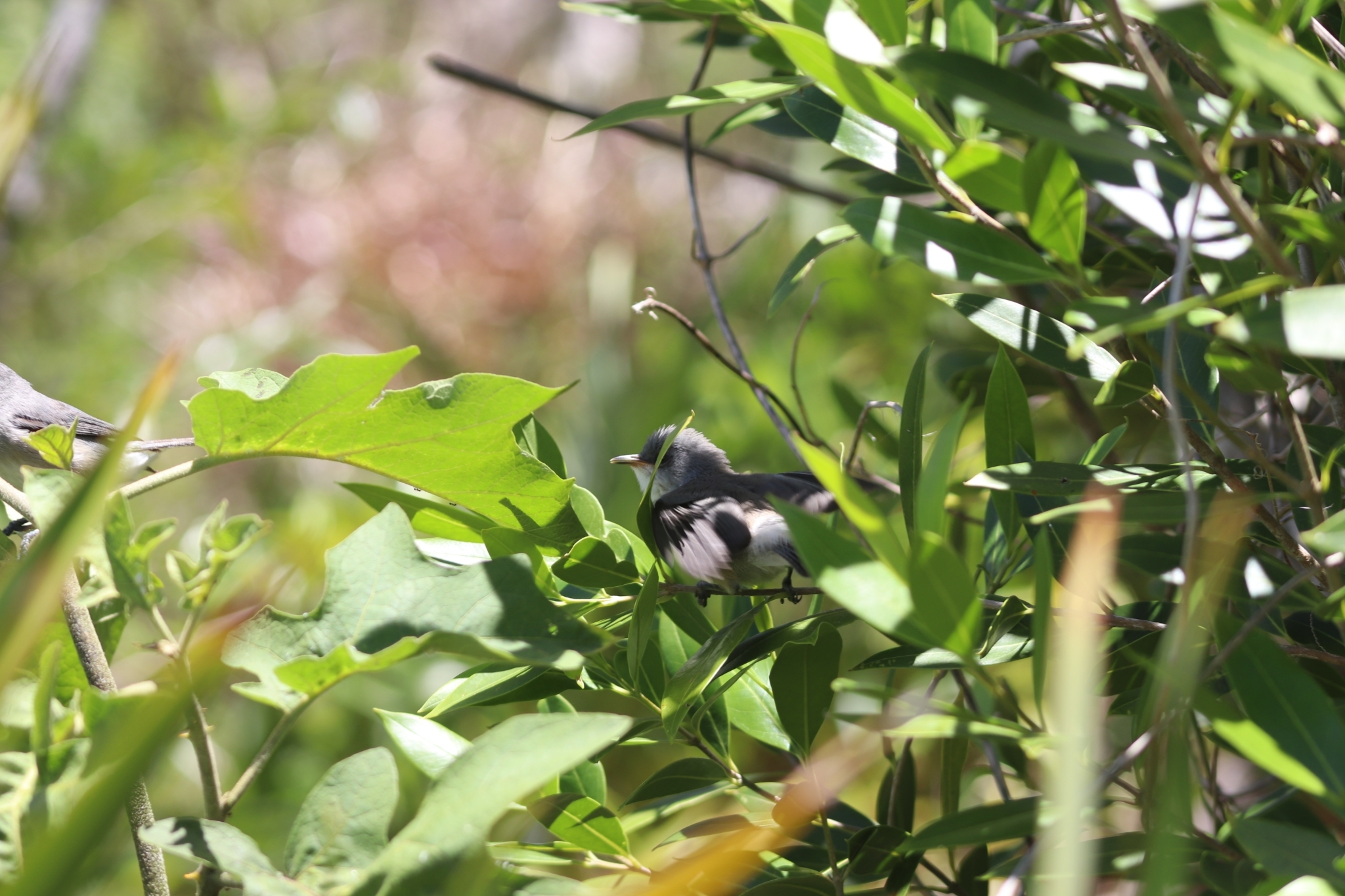 Mauritius Grey White-eye (Zosterops mauritianus), photo 10