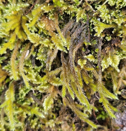 Image of Homalothecium lutescens by (c) Helen Waterman, some rights reserved (CC BY)