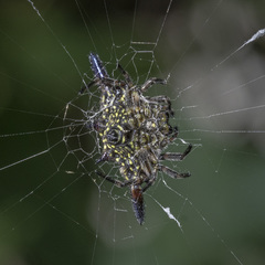 Gasteracantha diardi