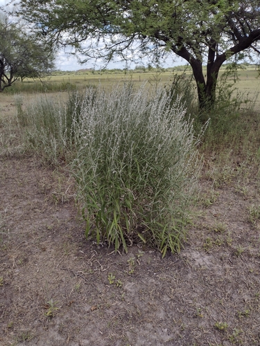 Image of Pterocaulon virgatum by (c) María Zeta, some rights reserved (CC BY)