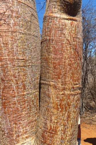 fony baobab