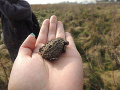 Hydromedusa tectifera